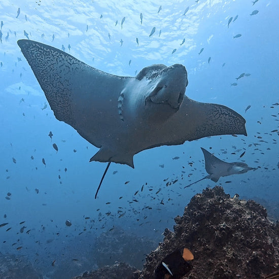 Premium water-resistant scuba diving log book with marine species tracking, designed by PADI instructor