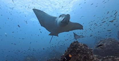 Premium water-resistant scuba diving log book with marine species tracking, designed by PADI instructor